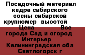 Посадочный материал кедра сибирского (сосны сибирской) крупномер, высотой 3-3.5  › Цена ­ 19 800 - Все города Сад и огород » Интерьер   . Калининградская обл.,Светлогорск г.